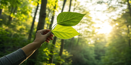 Natural connective tissue support shown by a hand holding two green leaves.