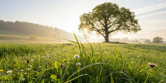 A strong tree in a field, strengthened by the vitamins that support connective tissue.